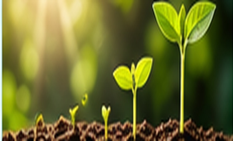 Young plants representing a brighter future